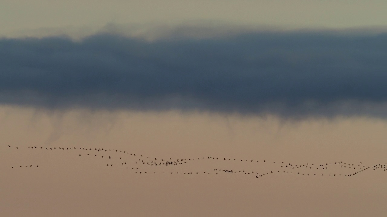 一群粉脚鹅;在英国诺森伯兰郡的Lucker上空飞行的短喉鸟。视频下载