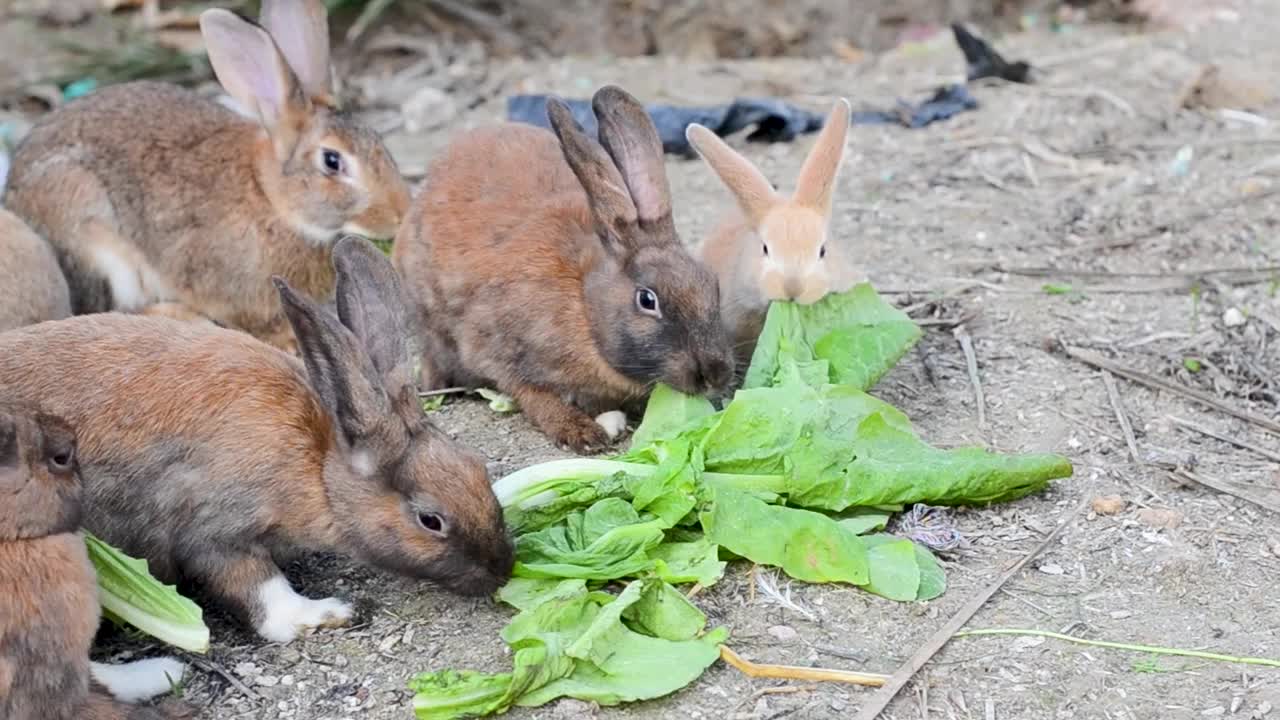 兔子在农场吃东西的特写，宠物，自然保护区视频下载