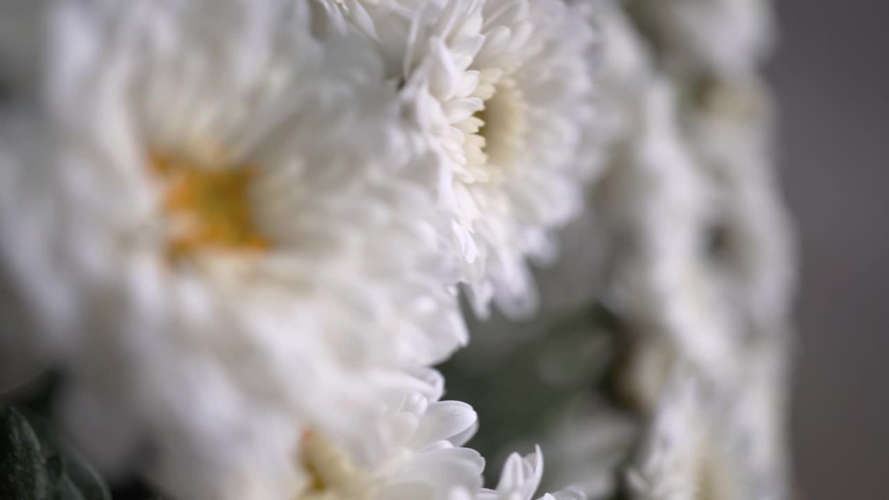 白色雏菊的花束，野生白花特写视频下载