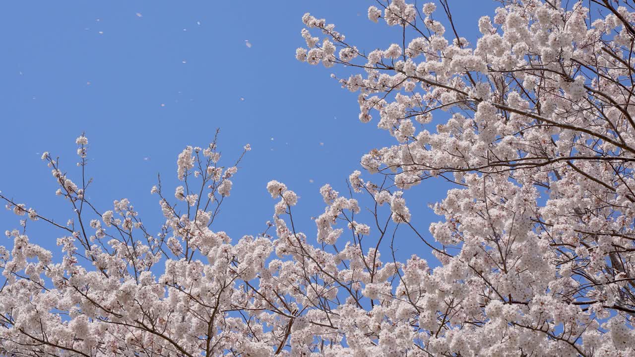 4K慢镜头的樱花正在飘落。视频下载