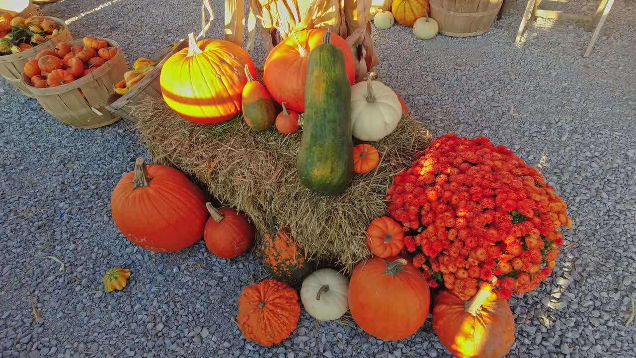 南瓜收获和感恩节季节。用南瓜和葫芦装饰的篮子，用于农业旅游或农业旅游。金秋时节的节日场景和秋天的庆典。视频素材