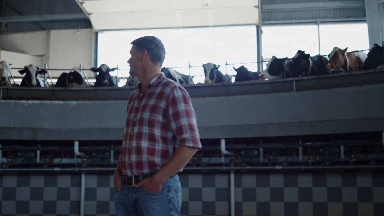牲畜专家检查乳制品生产中站立的挤奶传送带。视频下载