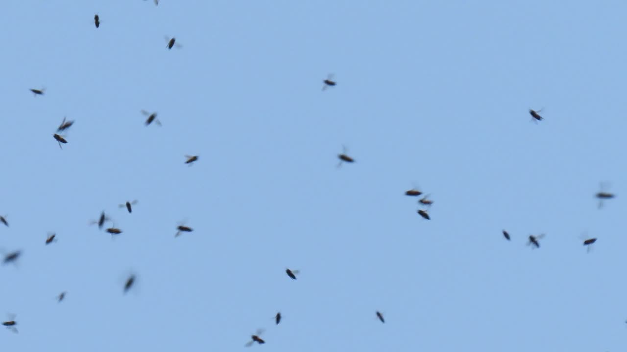 一群蜜蜂在天空中飞翔视频下载