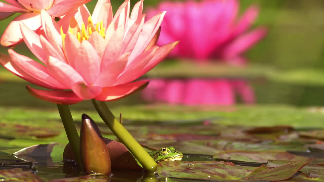 一只青蛙在莲花下的水中视频下载