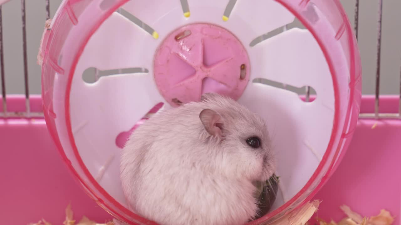 一只白色的准噶尔仓鼠在一个粉色的啮齿动物笼子里。视频下载