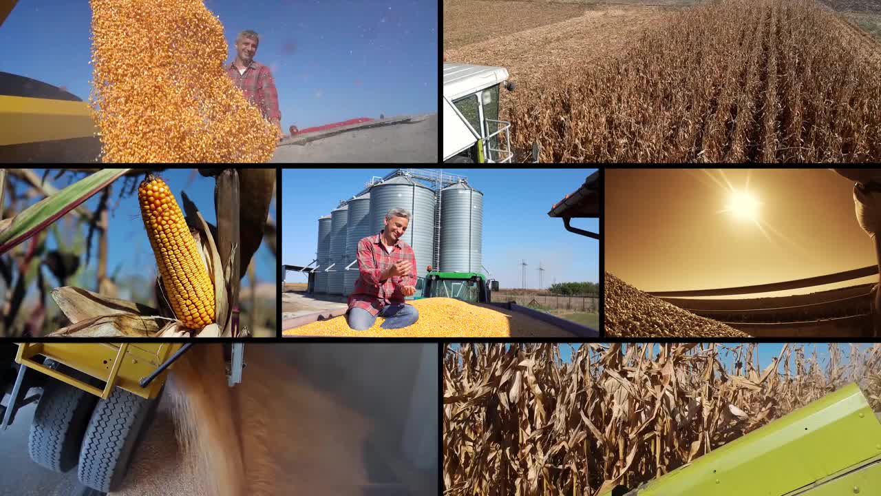 玉米和小麦的全球生产-概念多屏幕视频视频素材