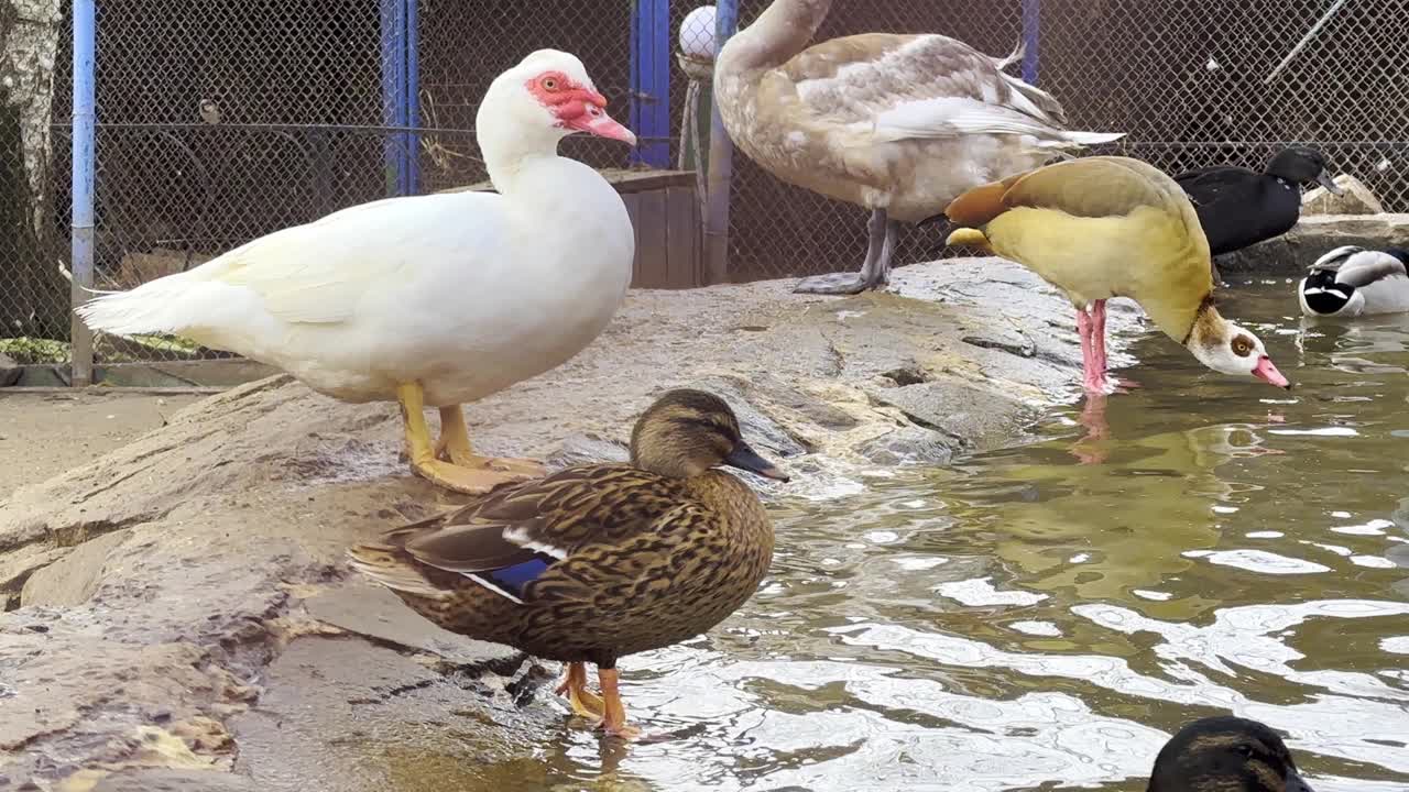 鸭子在人工湖里洗澡。家禽。视频下载
