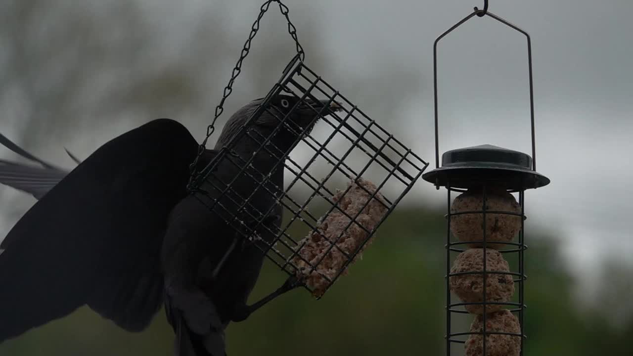 一只寒鸦(Corvus monedula)从摆动的饲料笼中进食的特写视频下载