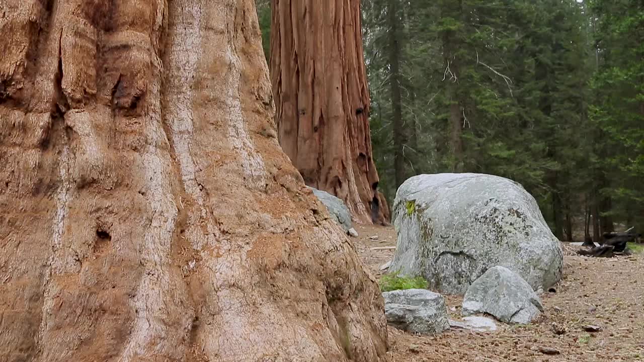 在约塞米蒂公园里拔地而起的巨型红杉视频素材