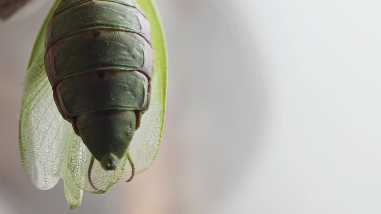 一只雌螳螂在实验室条件下的呼吸收缩。生物学。昆虫的研究视频下载