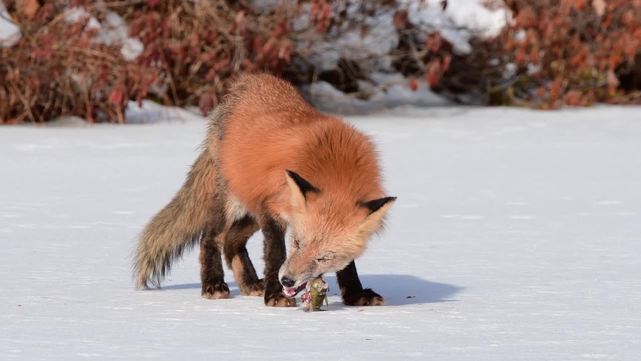 红狐在结冰的湖面上吃鱼，遇到动物野生动物，饥肠辘辘地寻找食物视频下载