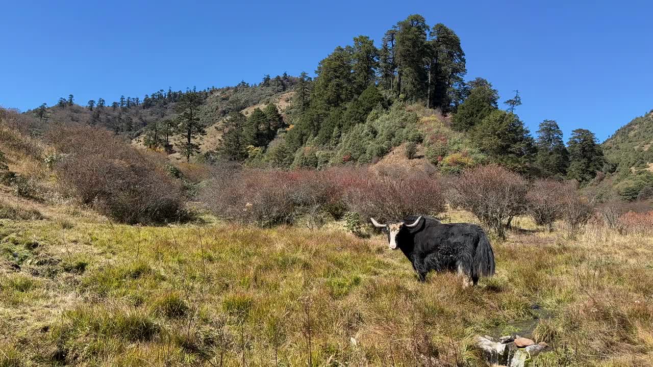 靠近田野里的黑牦牛。视频下载