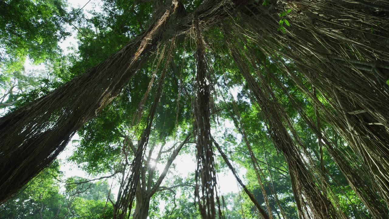 圣猴森林里的树视频下载