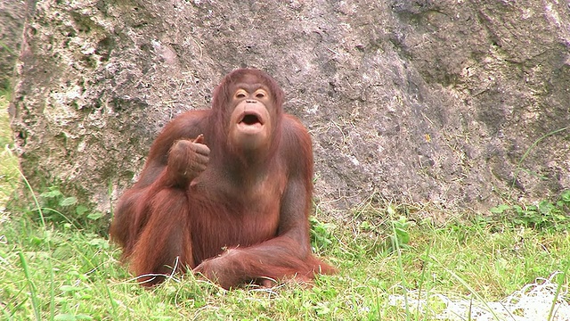 猩猩扮鬼脸的镜头(带有声音)视频素材