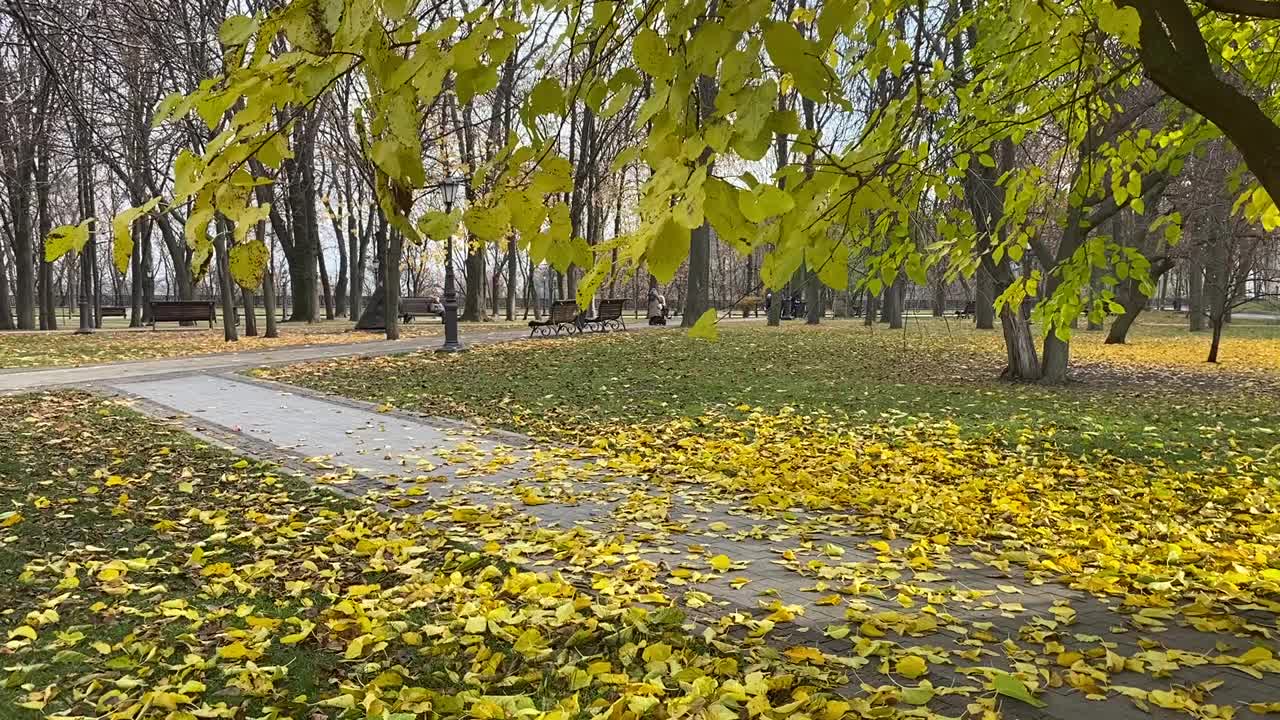 秋天的公园，金黄色的树叶。视频下载