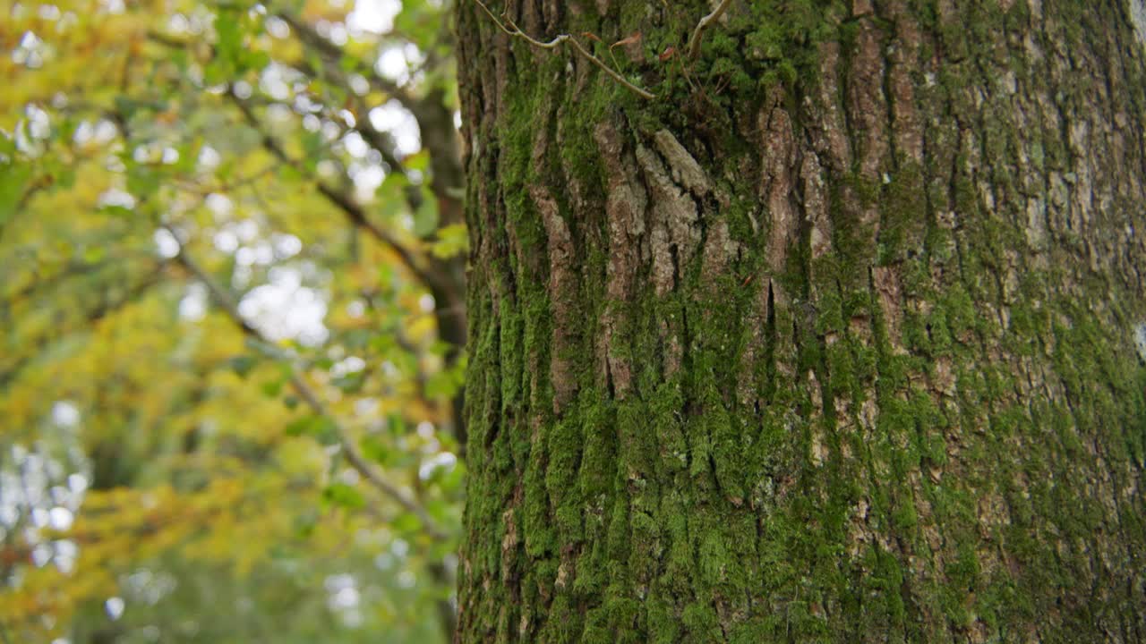 倾斜下来的镜头，苔藓生长在树林里的树上视频下载