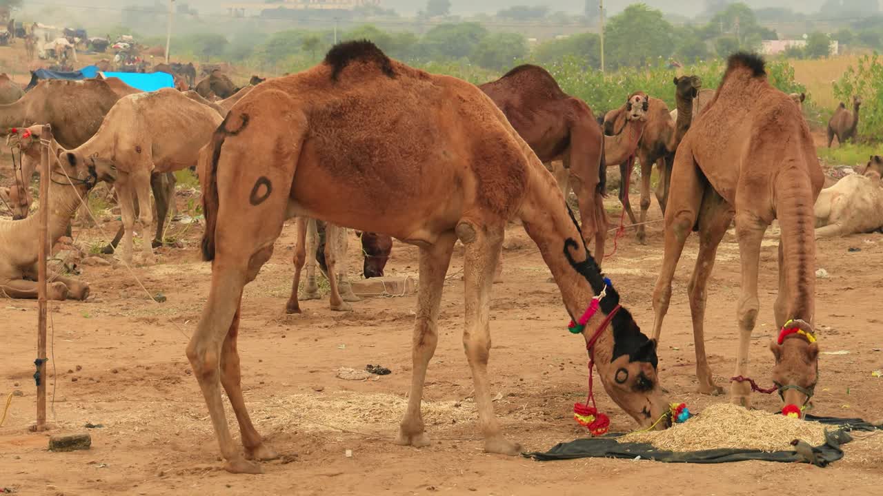 普什卡尔集市上的骆驼，也被称为普什卡尔骆驼集市或当地的Kartik Mela，是一年一度的多日牲畜集市和文化在印度的普什卡尔拉贾斯坦镇举行。视频素材