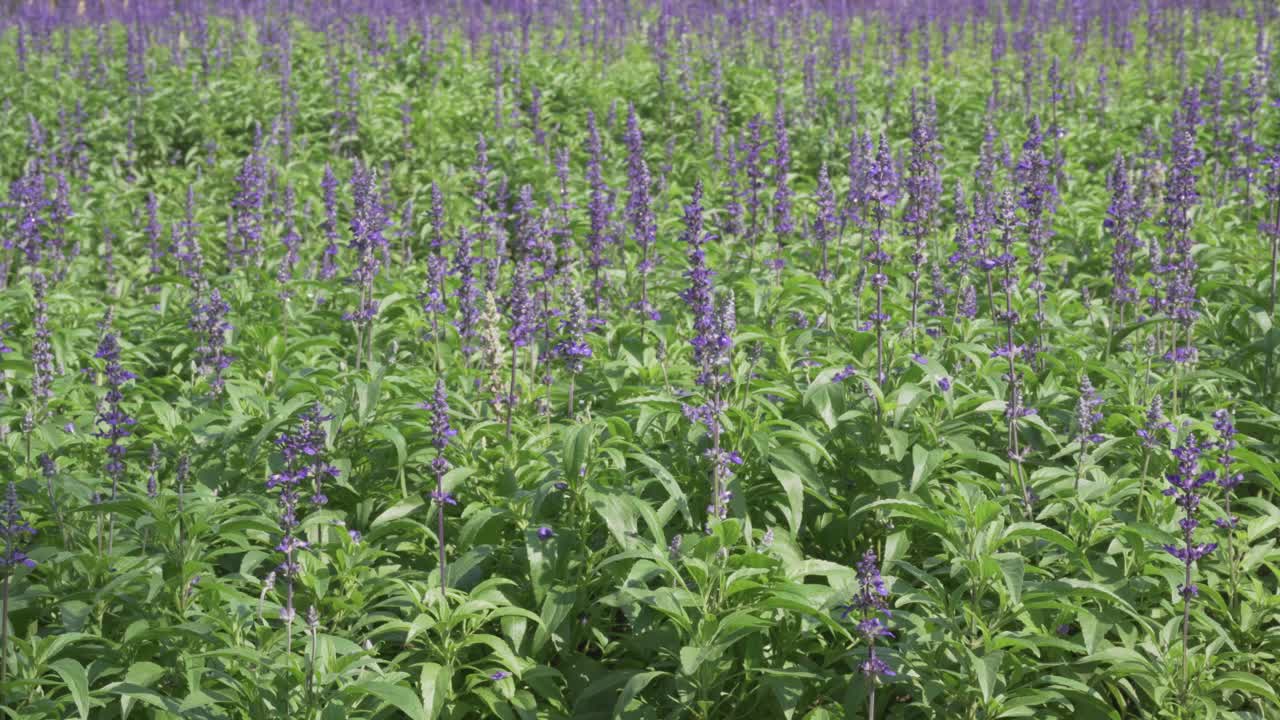盛开的蓝色紫色鼠尾草粉acea鼠尾草花田花园园艺视频下载