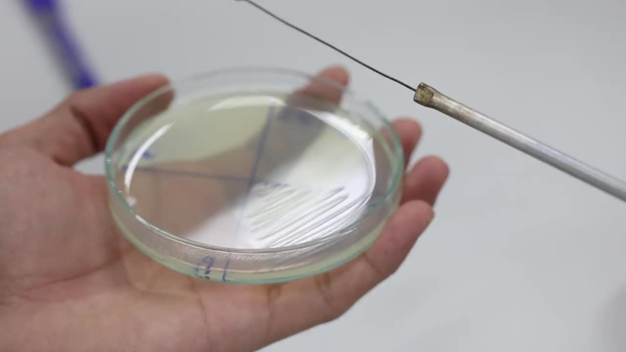 微生物实验室琼脂培养基上微生物的培养视频下载