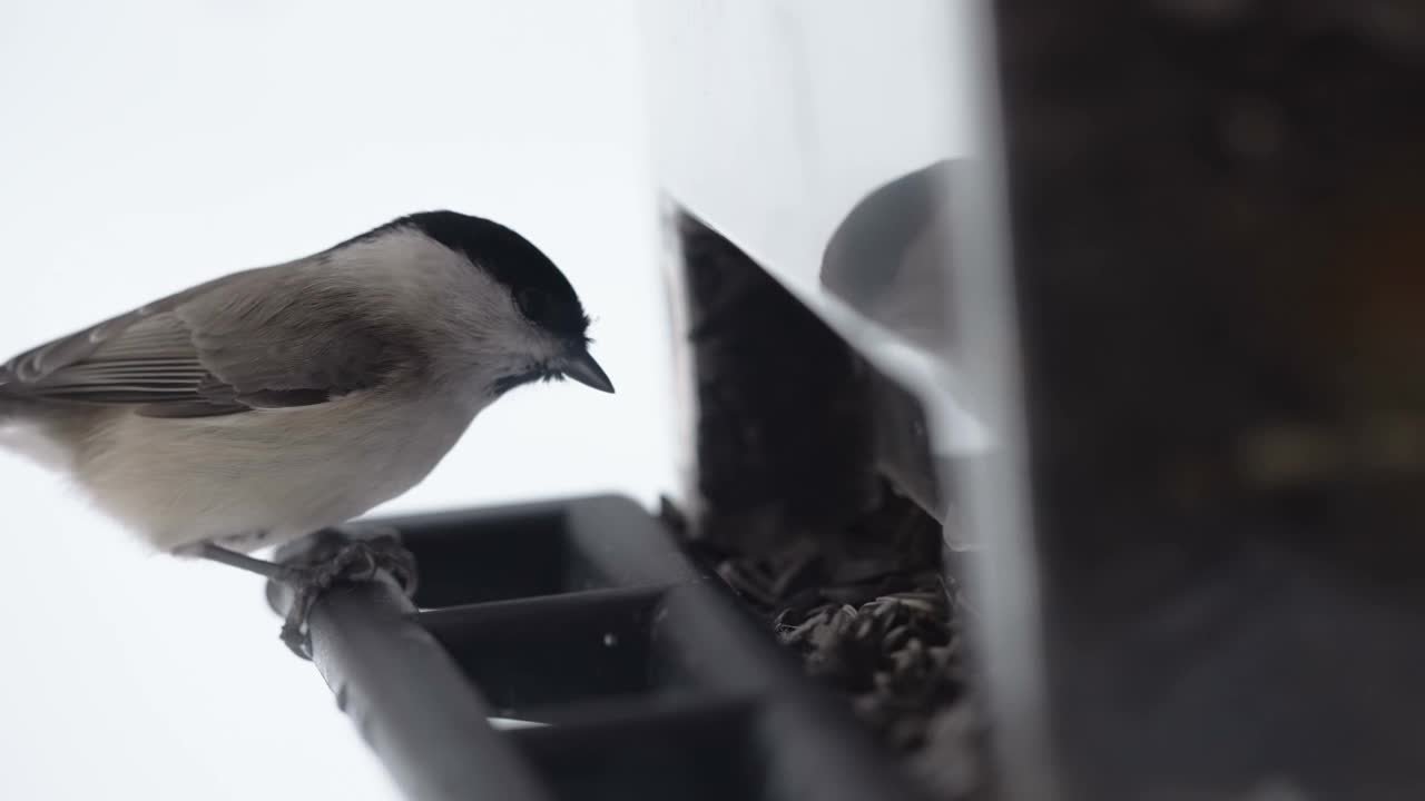 爱沙尼亚喂食器上的黑色沼泽山雀的近距离观察视频下载