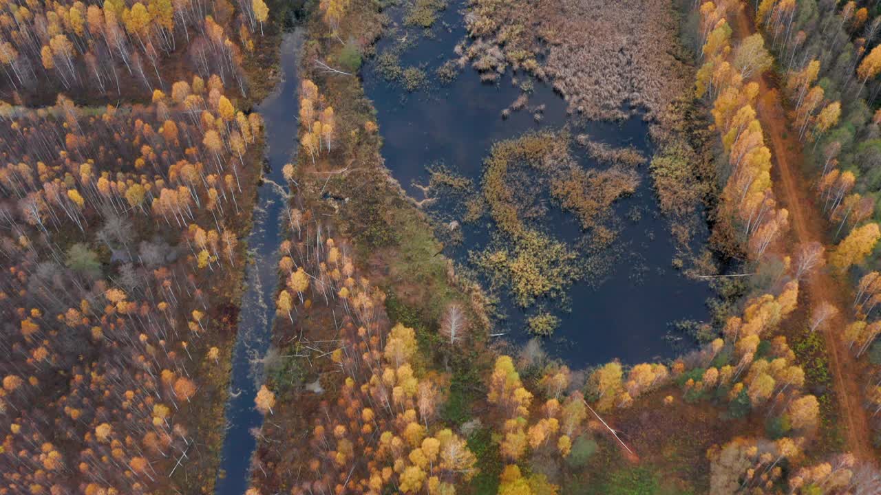 欧洲秋季森林中形状池塘的鸟瞰图视频素材