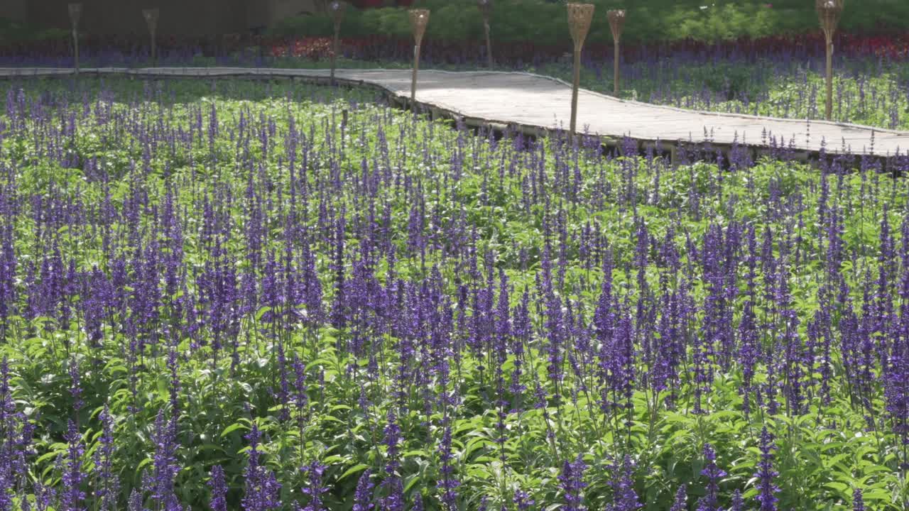 人行道上盛开着蓝色、紫色的鼠尾草、粉末药、鼠尾草、花园园艺场视频下载