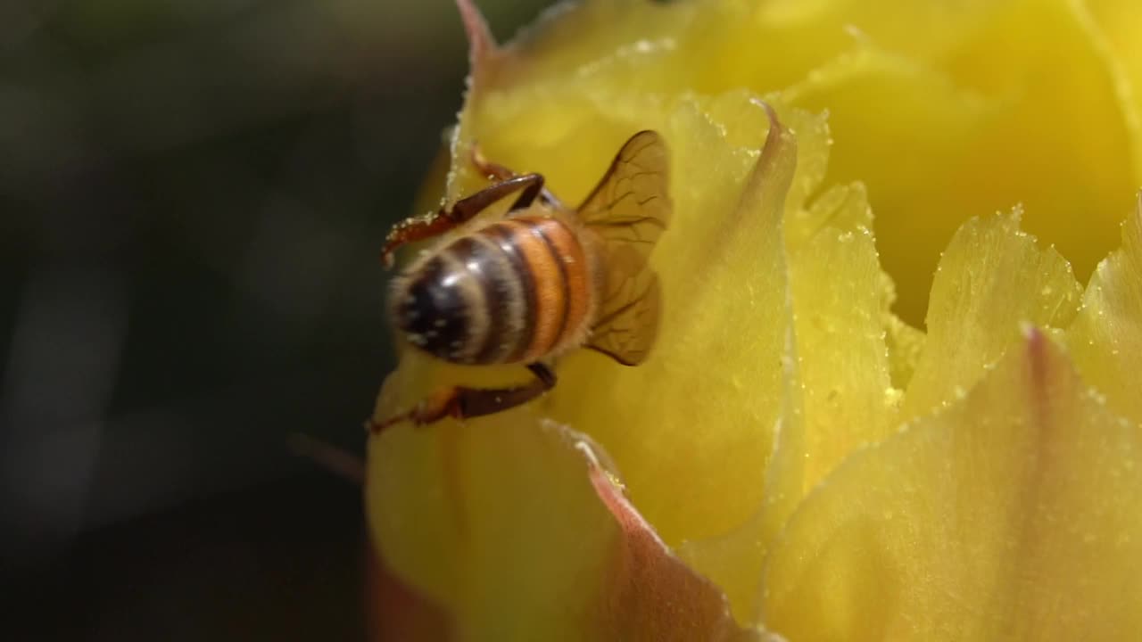 仙人掌上的蜜蜂视频素材