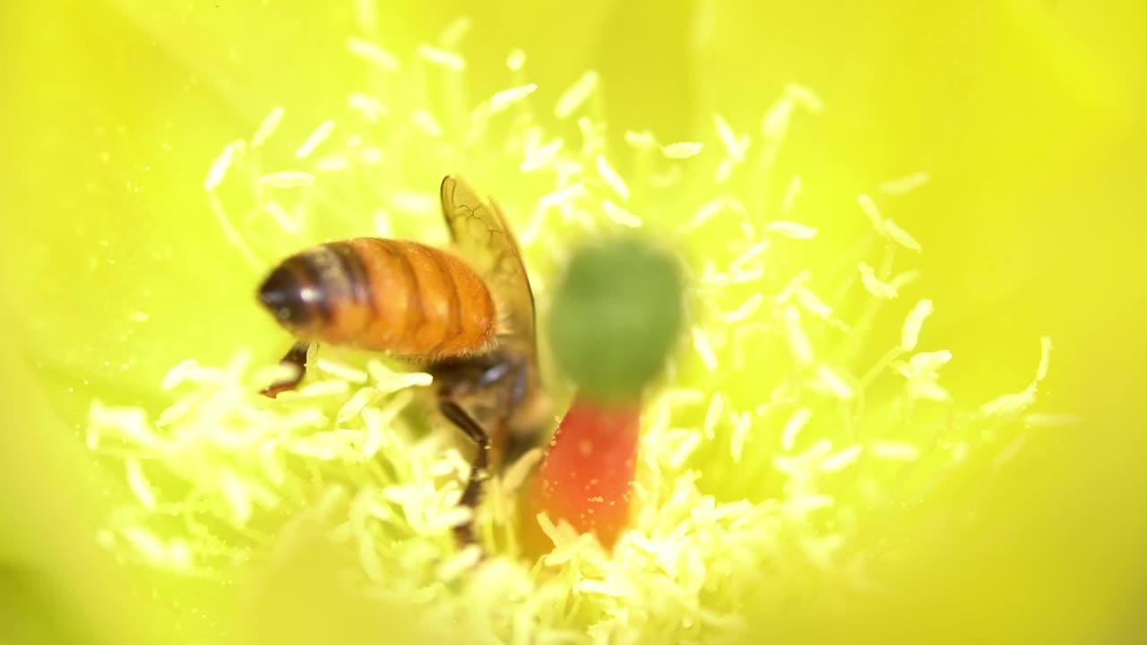 仙人掌上的蜜蜂视频下载