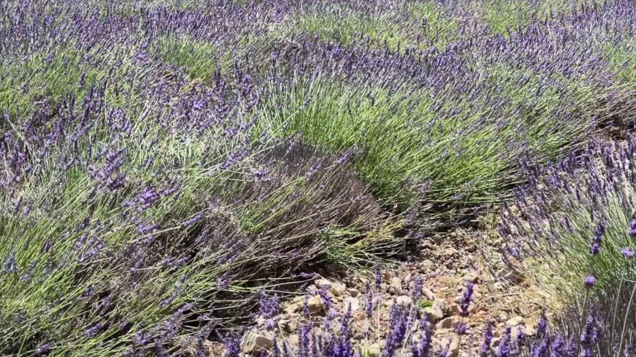 法国南部普罗旺斯的薰衣草视频素材