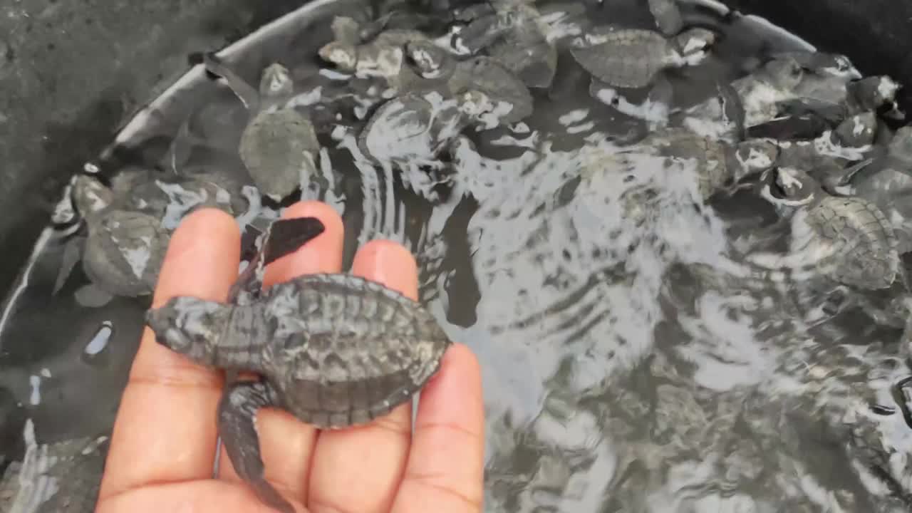 放生亚齐海龟视频素材
