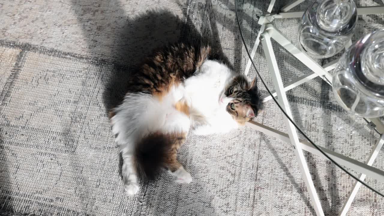 地毯上快乐的猫视频下载