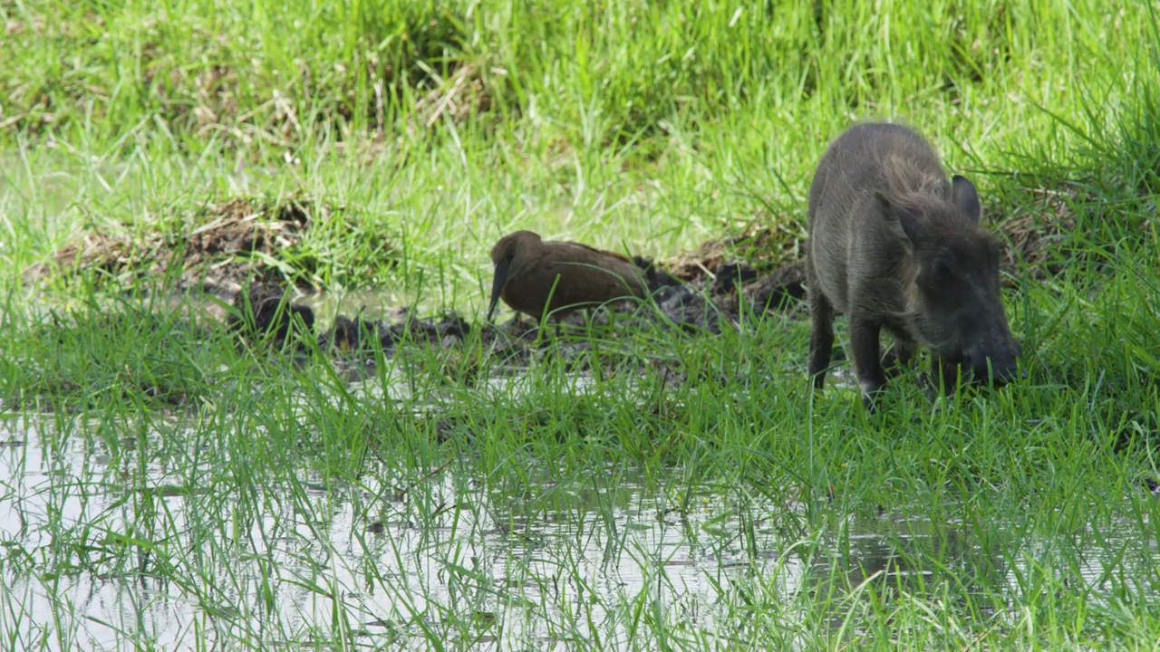 赞比亚，一头疣猪在被水淹没的草原上吃草。视频下载