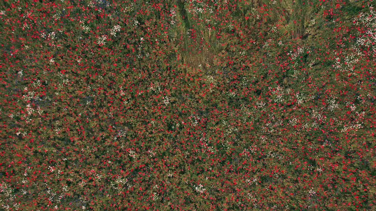 俯瞰夏日田野上盛开的红色罂粟花。乡村风景与野生生动的花卉视频下载