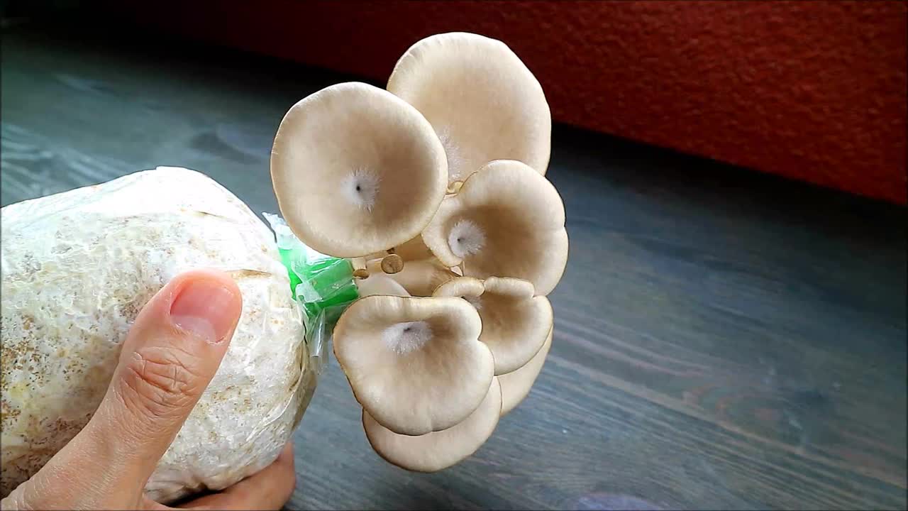 手工收获灰色平菇或平竹作为室内植物种植的镜头视频素材