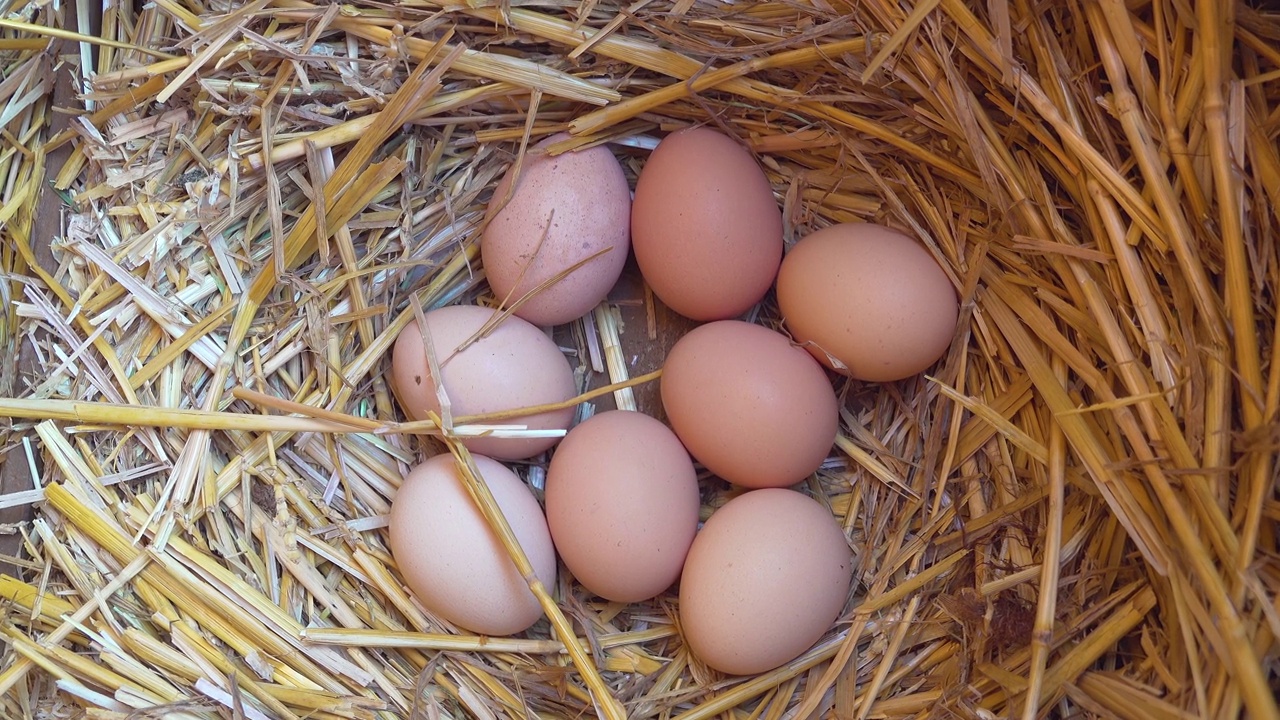 新鲜放养的浅棕色母鸡蛋依偎在稻草床上，近距离视频视频下载