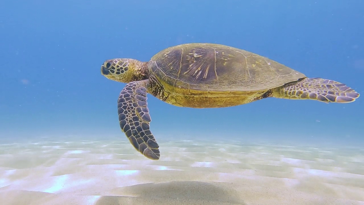 夏威夷绿海龟沿着沙质海底游动视频下载