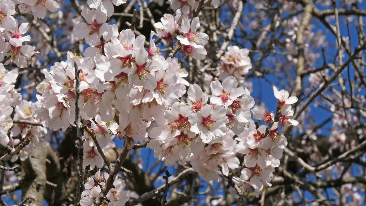 杏树在春季视频下载