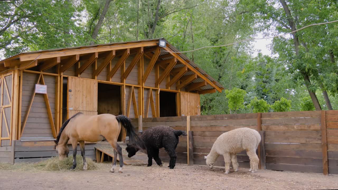 肖像浅棕色的马和两只羊驼在农场吃干草-慢镜头视频下载