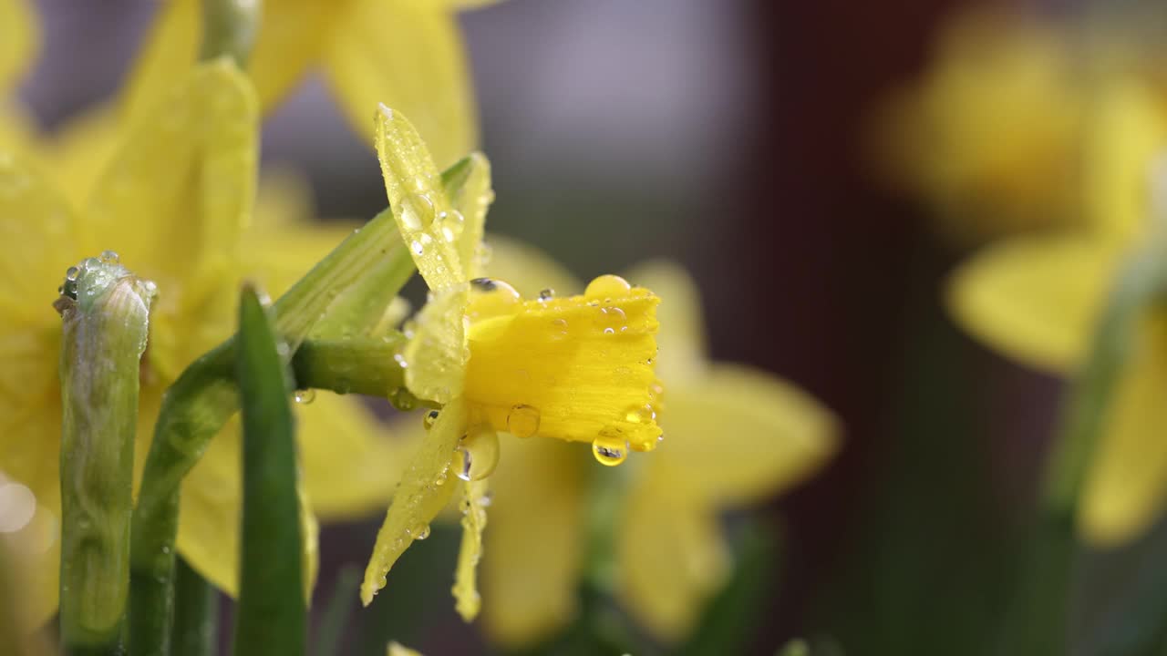 水仙花与水滴在花园里视频下载