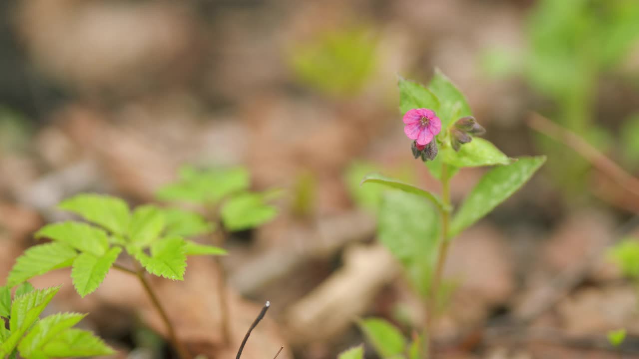 肺草的粉红色和紫色森林花，肺草。关闭了。视频下载