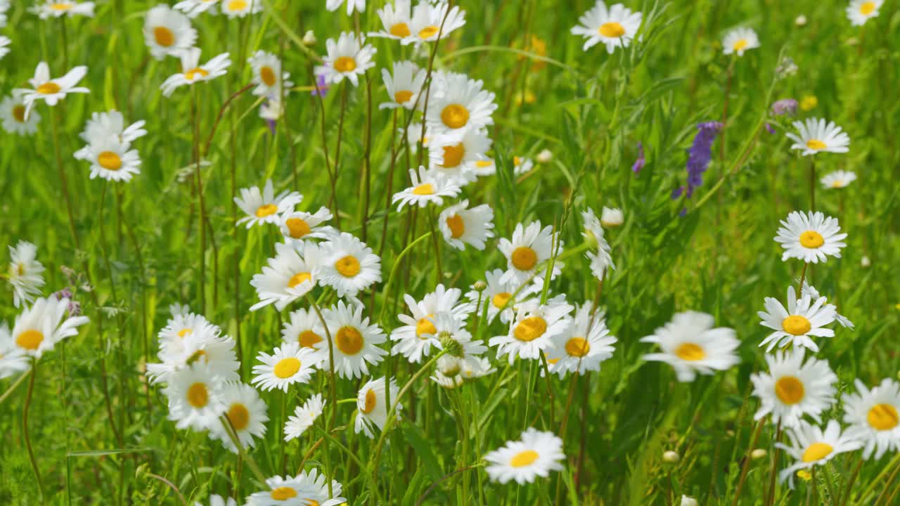花园里白色的雏菊在青草间随风摇曳。美丽的蜡台。缓慢的运动。视频素材