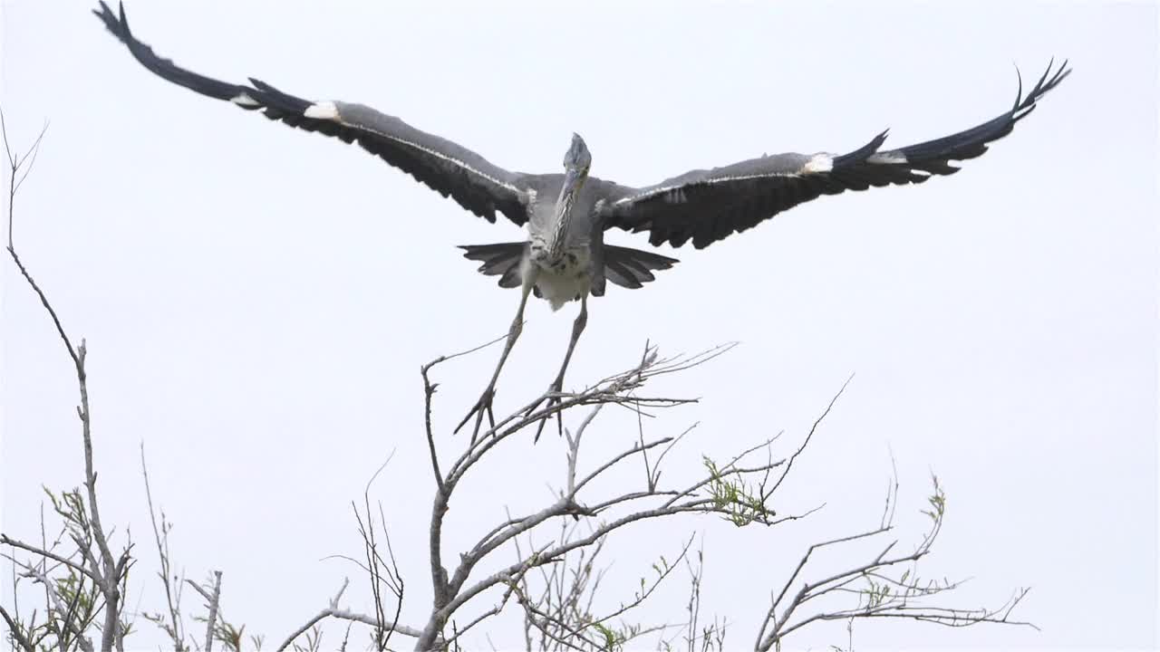 苍鹭群中的苍鹭，法国卡马尔格视频下载
