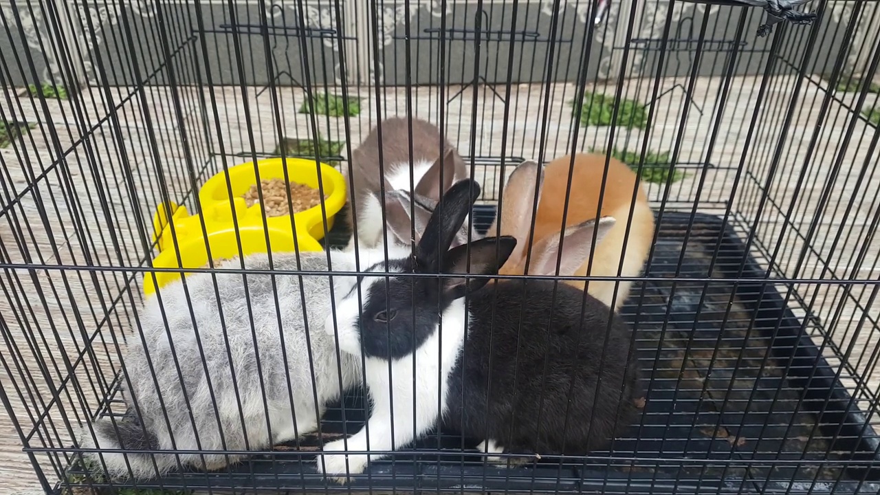可爱的兔子在笼子里视频下载