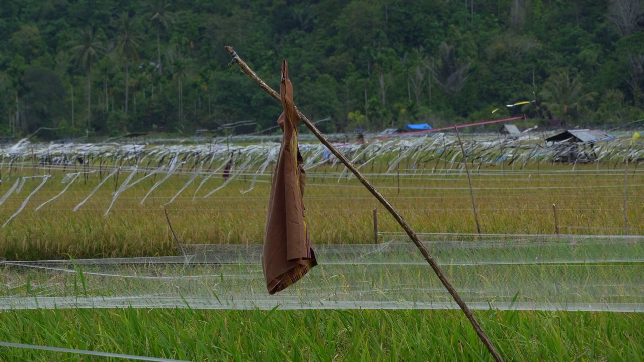 保护水稻免受鸟害视频素材