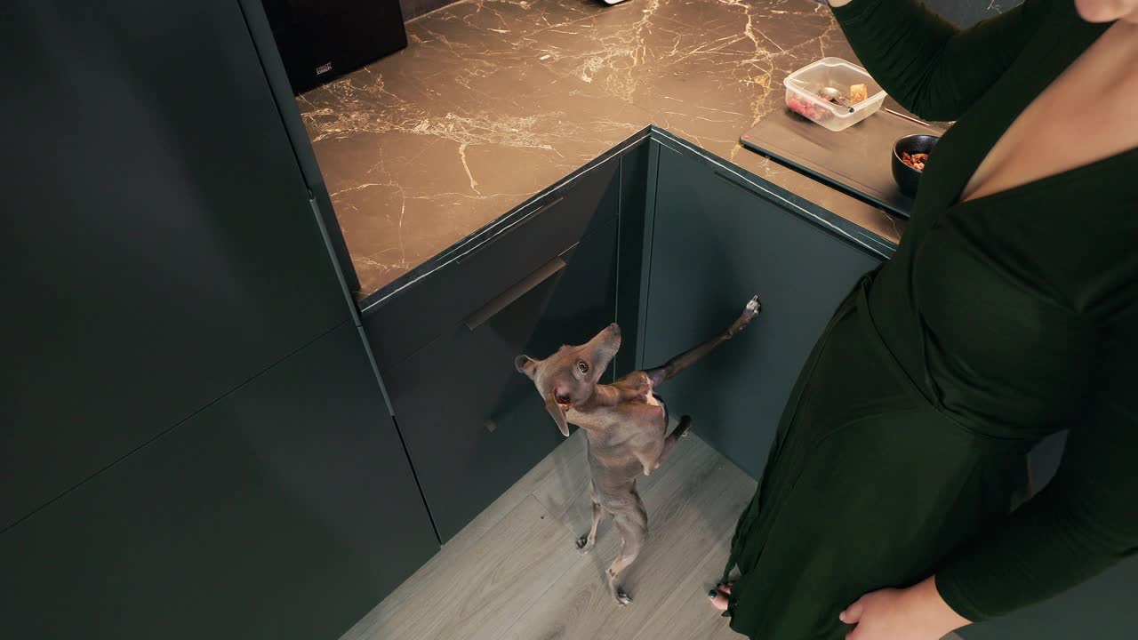 可爱的意大利灰狗正在厨房里和它的狗妈妈玩耍视频素材