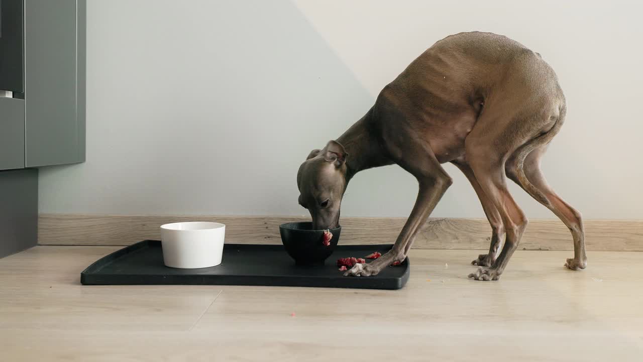 漂亮的意大利灰狗吃满足或狗粮在家里低角度视频素材