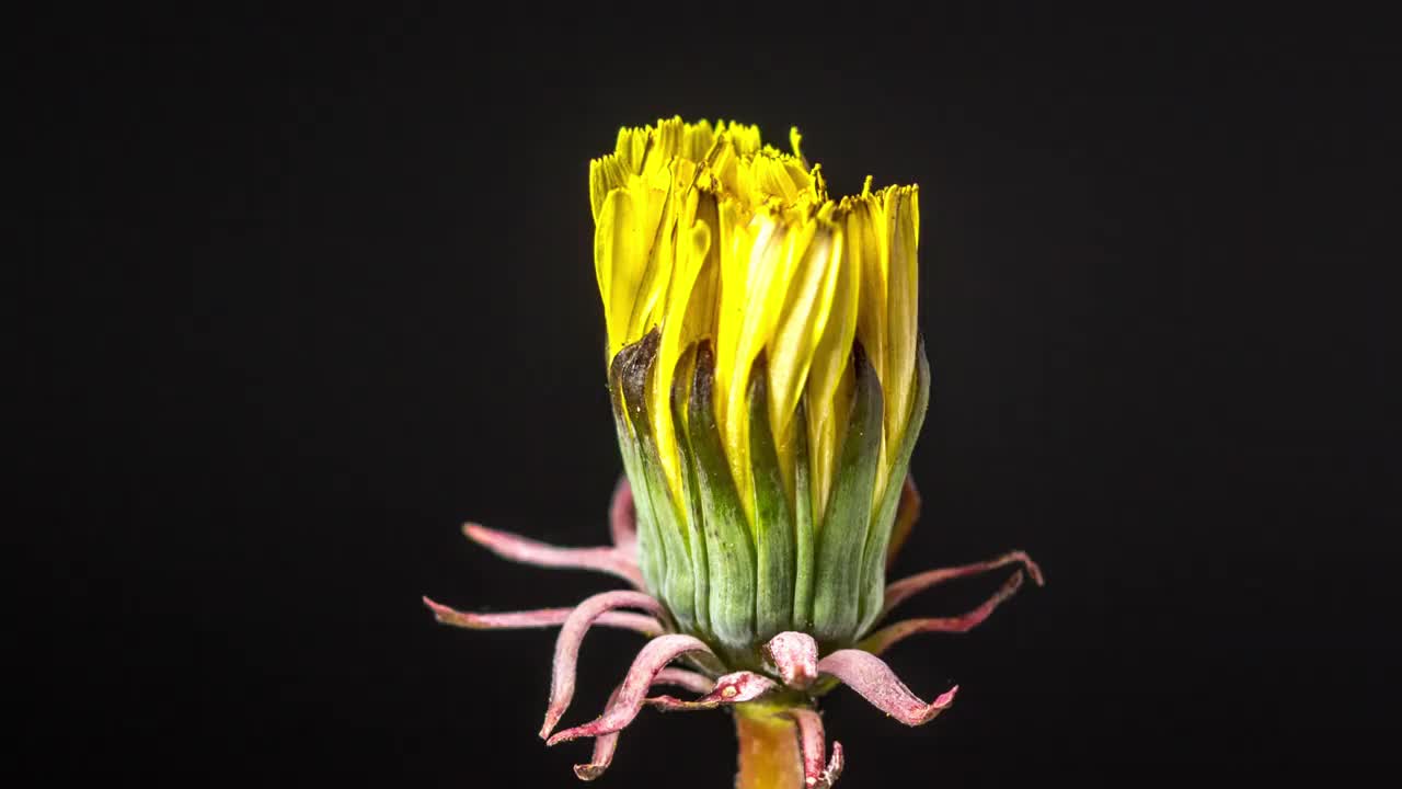 4k时间间隔的黄色蒲公英花在黑色背景上绽放和生长。蒲公英盛开的花朵。视频素材