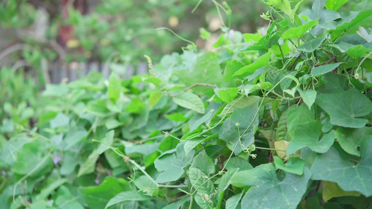 日常生活的可持续性，园艺妇女在树上采摘有机蔬菜视频下载