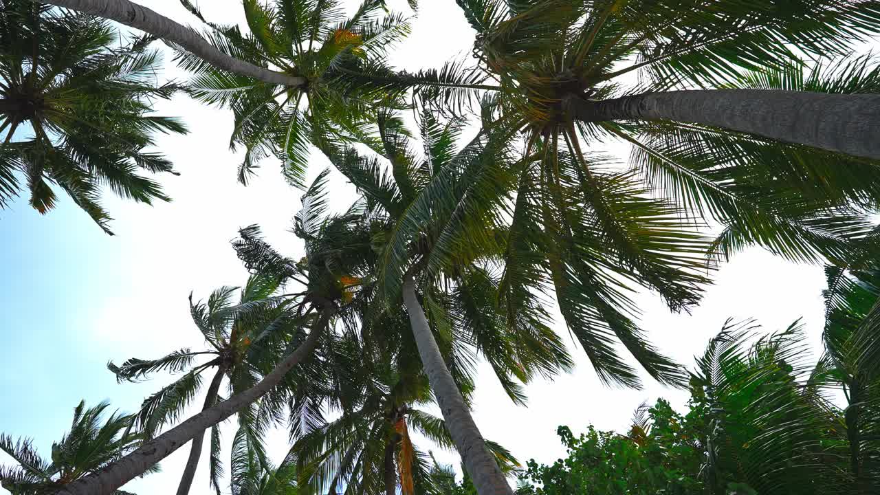 低角度的棕榈树视频素材