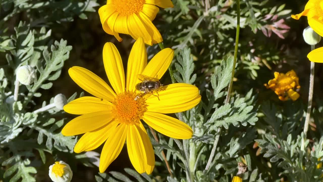 美丽的黄花和一只蜜蜂视频下载